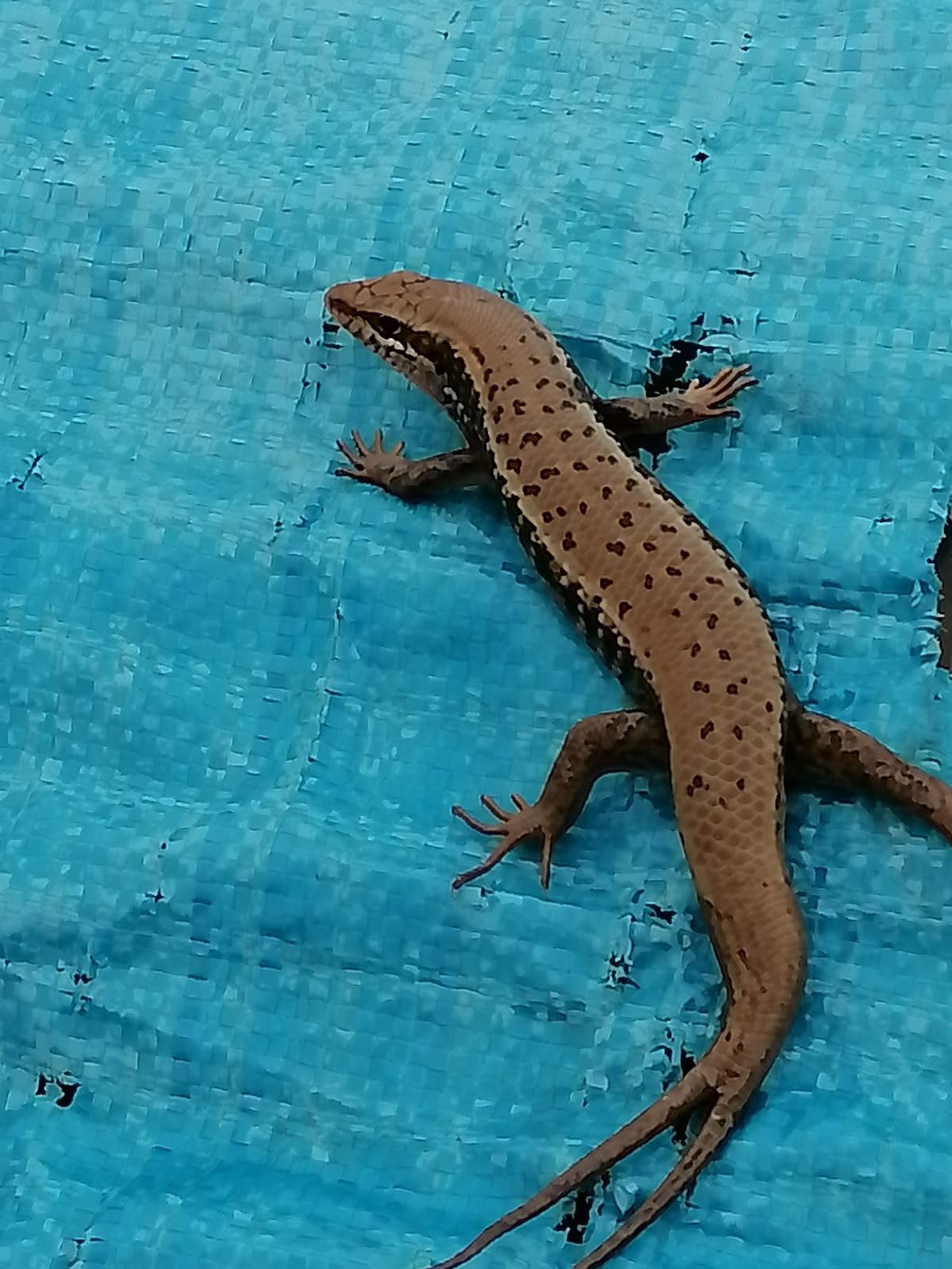 ŞIRNAK'TA ÇİFT KUYRUKLU BENEKLİ KERTENKELE GÖRÜNTÜLENDİ