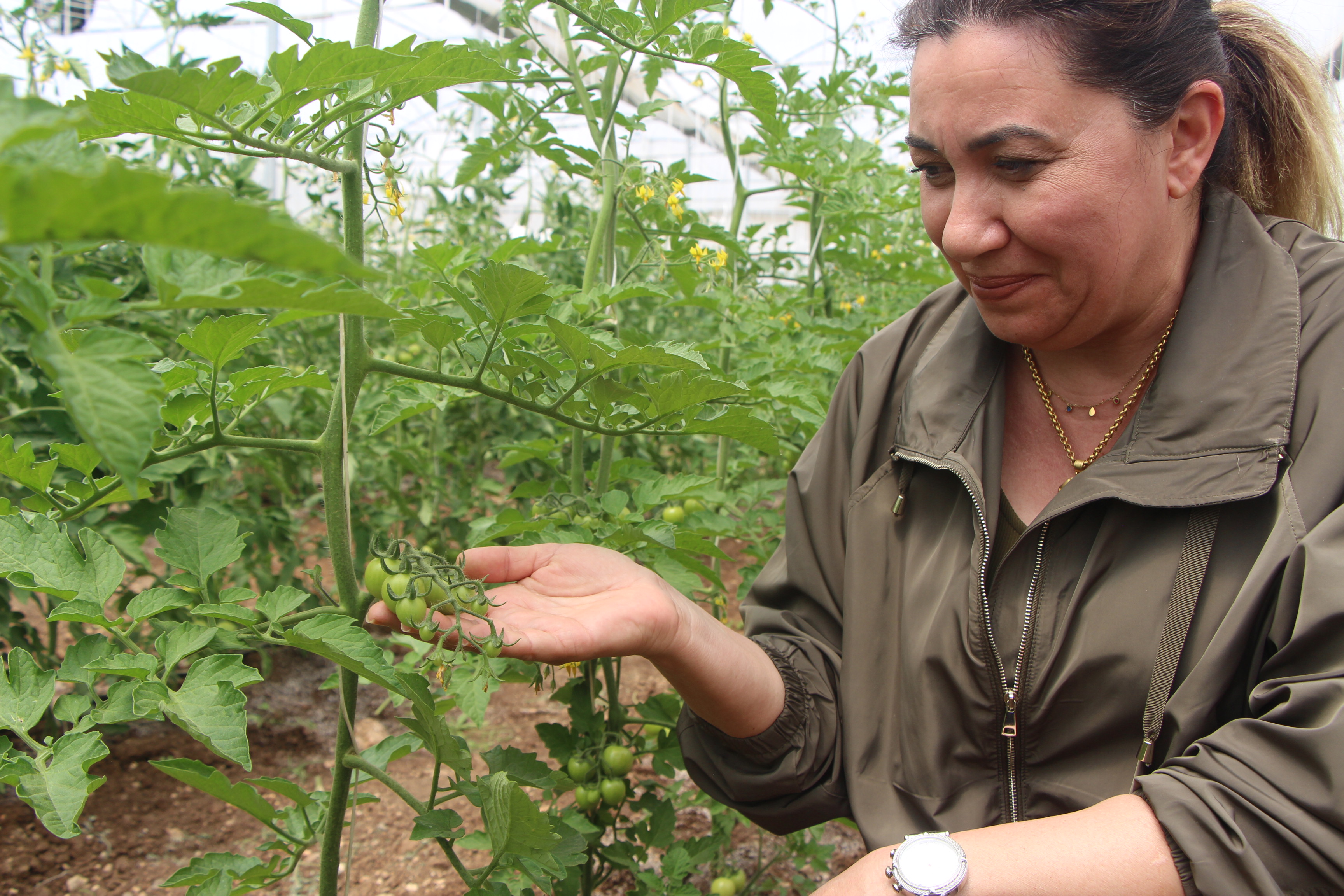 Şırnak Üniversitesi sebze üretimine başladı