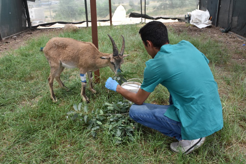 Jandarmanın bulduğu yaralı yaban keçisi tedavi altına alındı
