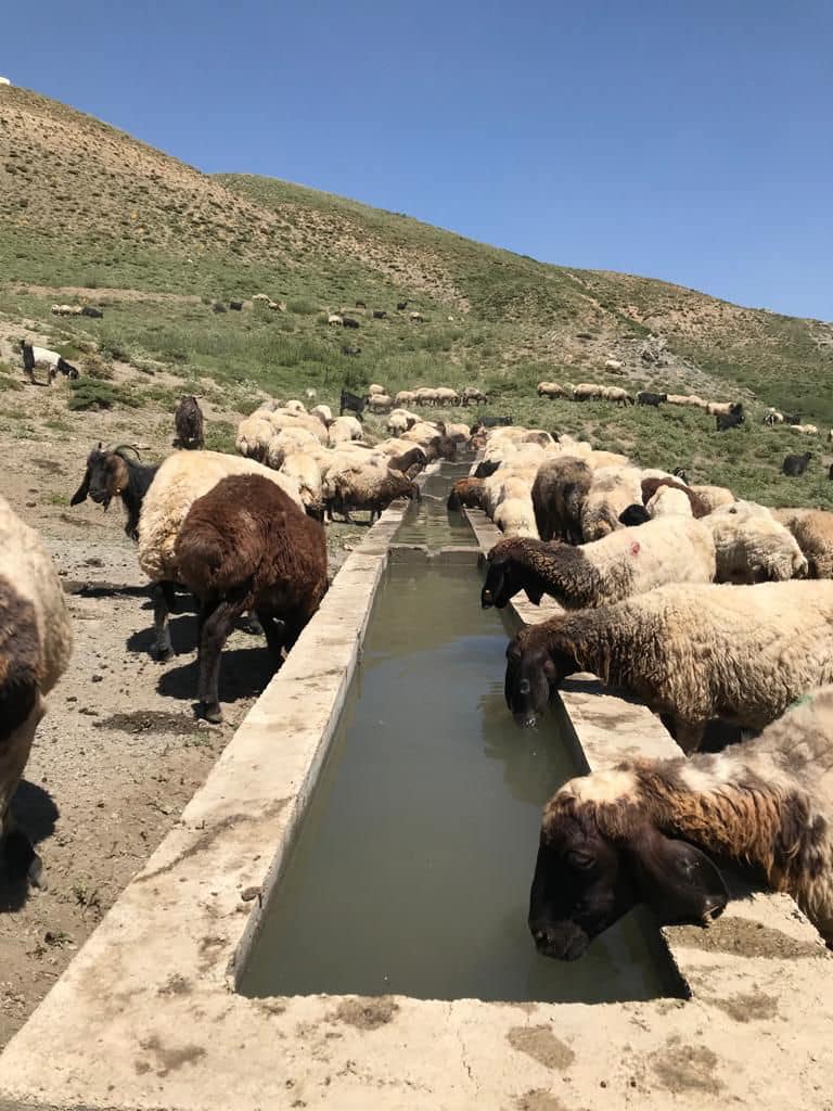 Tamamlanan Hayvan İçme Suyu Sıvatından Hayvanlar Yararlanmaya Başladı