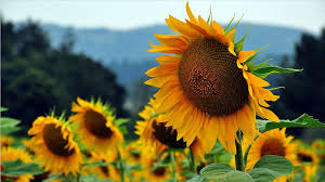 TARLADAN 4 STRATEJİK ÜRÜNDE OLUMLU SONUÇLAR GELDİ