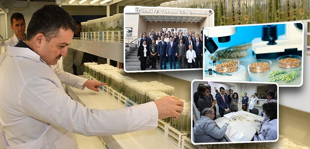 GEN BANKALARINDA YAKLAŞIK 115 BİN TOHUM KORUNUYOR