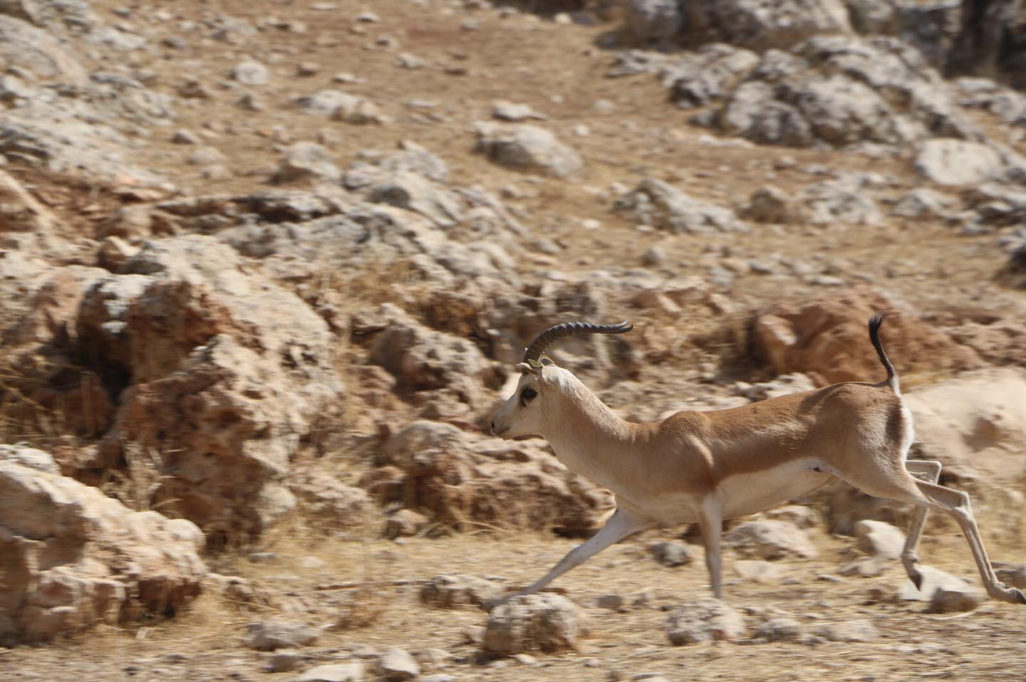 CEYLANLAR DOĞAYLA BULUŞTURULDU