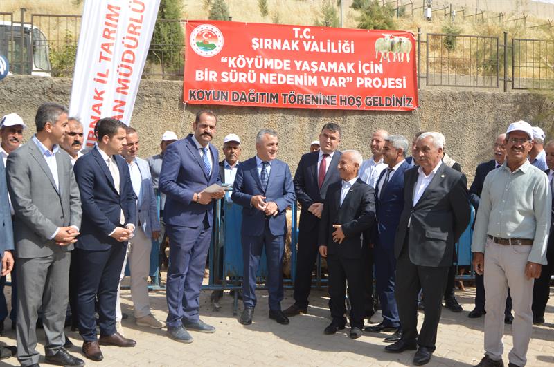 Şırnak’ta Proje Kapsamında Koyun Dağıtımı Yapıldı