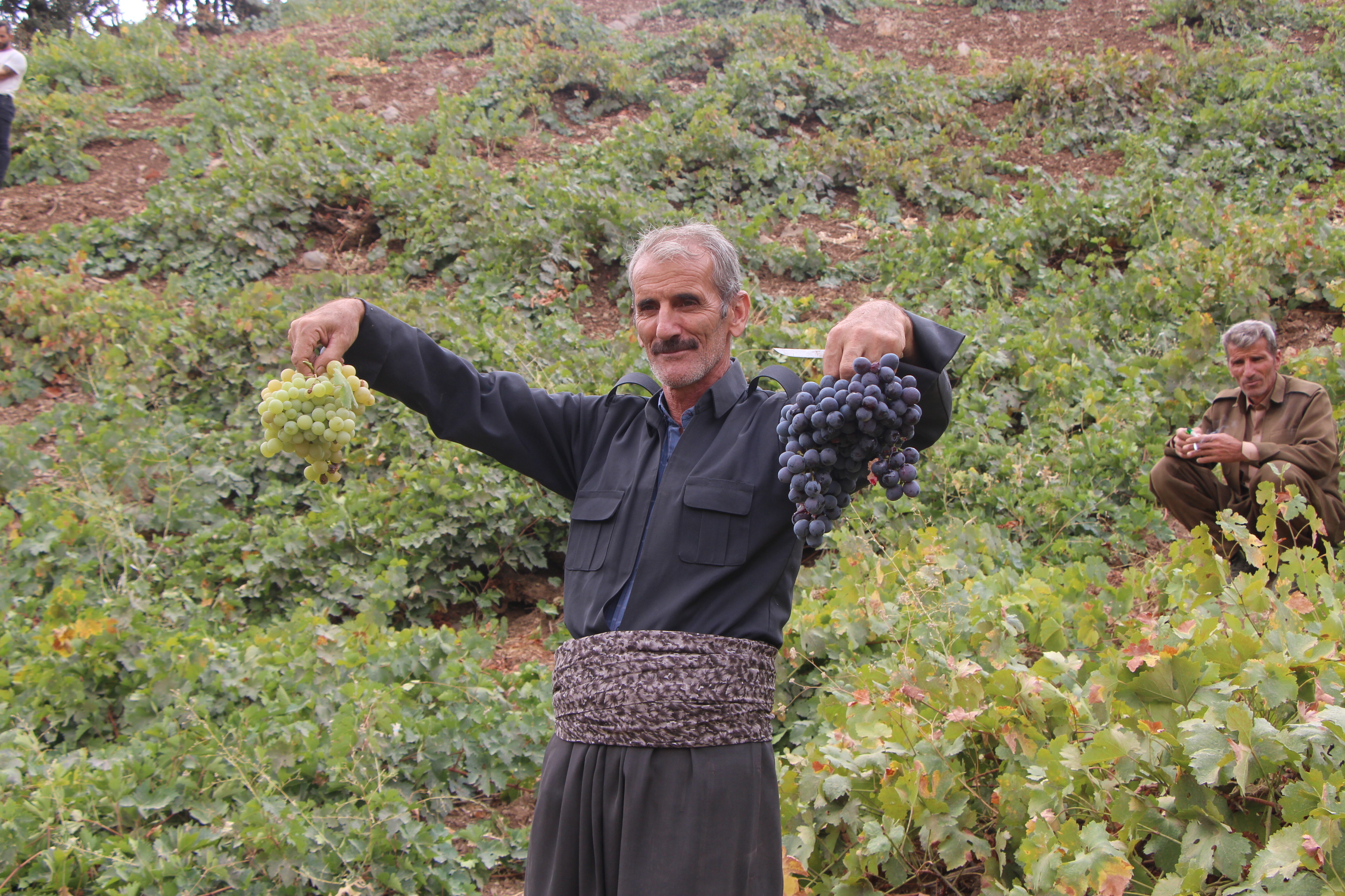 ŞIRNAK'TA PEKMEZ MESAİSİ