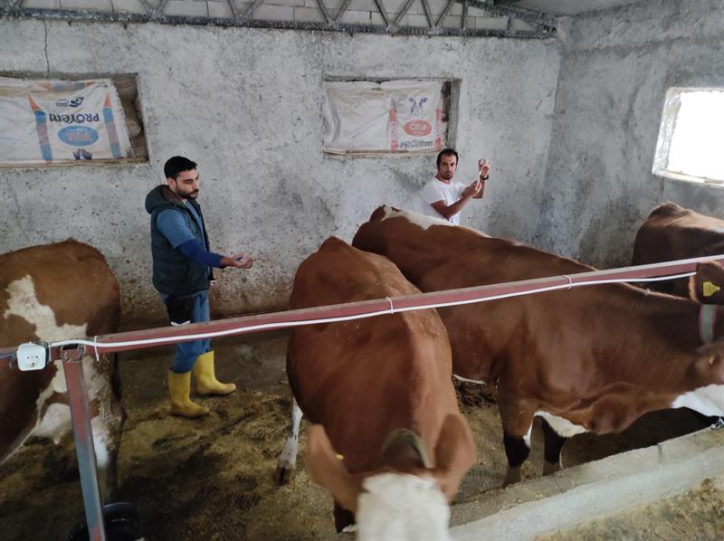 Büyükbaş hayvanların aşılama ve küpeleme çalışmalarına başlandı