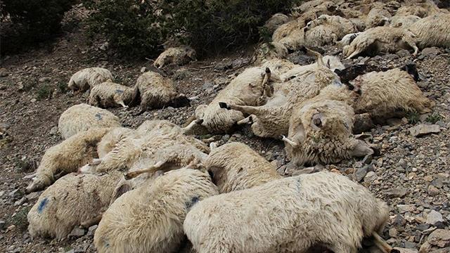 Şırnak'ta kamyonet ve otomobilin çarptığı 28 koyun telef oldu