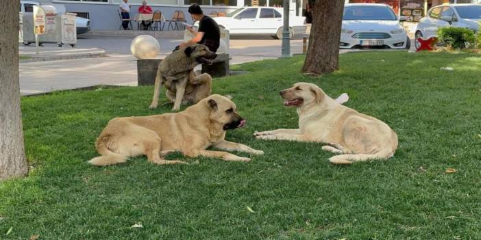 Kuduz köpeğin saldırısına uğrayan genç mimar hayatını kaybetti