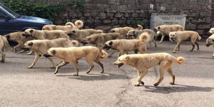 Genç Mimarın Öldüğü İlçede, Sokaklar Çeteleşmiş Köpeklerle Doldu