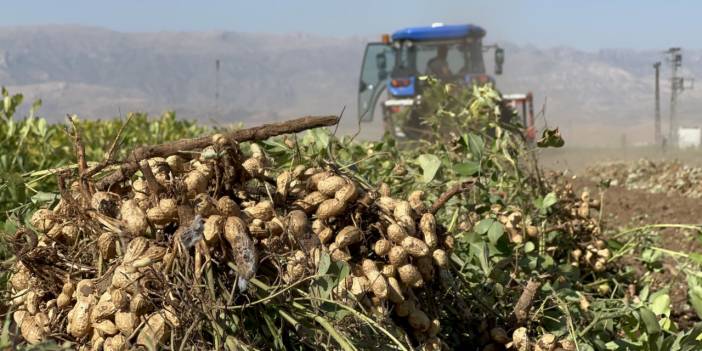 Şırnak Sınır Hattında Yer Fıstığı Hasadı Başladı