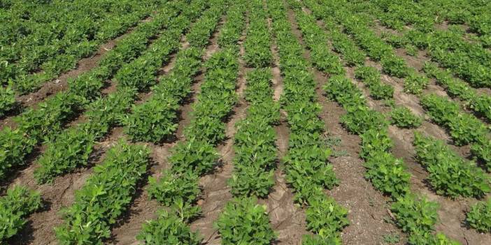 Şırnak'ta bolca üretiliyor. Ülkenin dört bir yanına gönderiliyor. Hasadı yapılınca para yağıyor