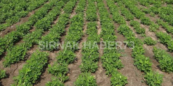 Şırnak'ta hasadı yapıldı. Ülkenin dört bir yanına gönderiliyor. En çok kazandıran ürün oldu