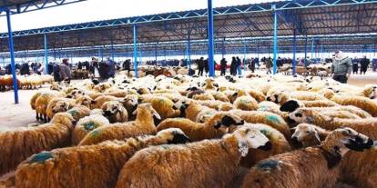 Şırnak'ta kurban satış ve kesim yeri belli oldu!