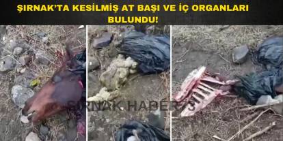 Vatandaşlar Dikkat! Şırnak'ta Kesilen Atların Başları ve İç Organları Bulundu!