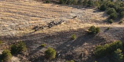 Dron ile çekim yapan fotoğrafçının kadrajına domuz sürüsü takıldı