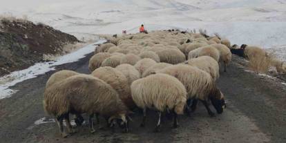 Şırnak, Van, Hakkari ve Bitlis’te Besicilerin Zorlu Kış Mesaisi Sürüyor