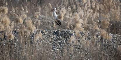 Dicle Nehri havzasındaki leylekler uzun zamandır göç etmiyor