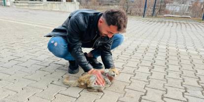 Şırnak'ta ölmek üzere olan kediye kalp masajı yaparak hayata tuttu