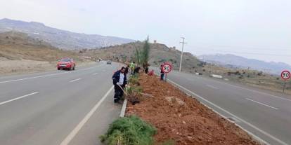 Şırnak'ın Çehresi Güzelleşiyor: 1200 Mavi Servi Ağacı Dikiliyor