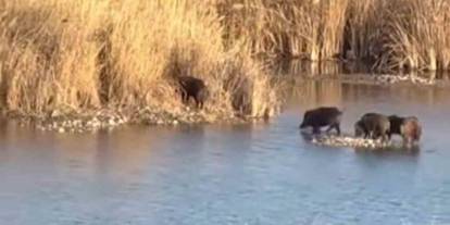 Dicle Nehri’nde Domuz Sürüsü Görenleri Şaşırttı