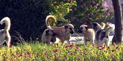 Şırnaklılara Müjde! Sahipsiz Köpek Sorunu İçin Mülkiye Müfettişleri Görevde!