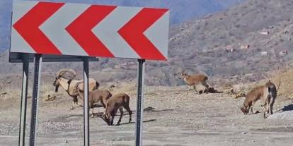 Sürü halindeki dağ keçileri karayoluna indi