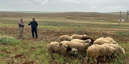 Kayıp 26 büyük ve küçükbaş hayvanı jandarma ekipleri buldu