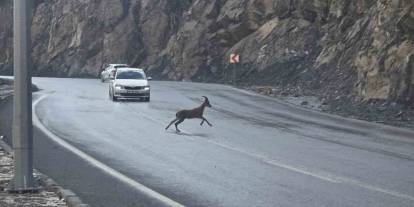 Hakkari’de dağ keçileri kara yoluna indi