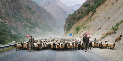 Hakkari’de alarm: İl içi ve dışı bütün hayvan hareketleri yasaklandı