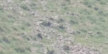 Hakkari’de anne ayı yavrularıyla görüntülendi