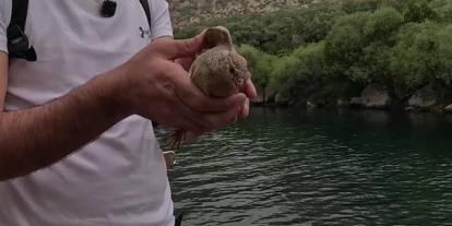 Şırnak’ta balıkçı ağına takılan kum kekliği kurtarıldı