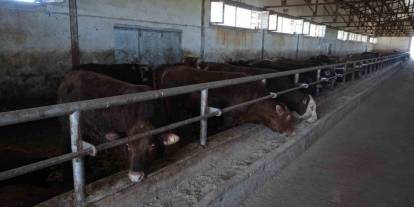 Kurban bayramı öncesi Muş’tan diğer illere 30 bin hayvan sevk edildi