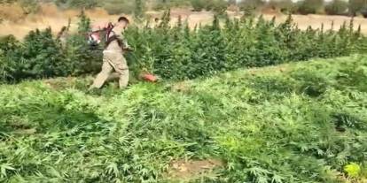 Bakan Yerlikaya Duyurdu: 70 tona denk gelen kök esrar yakalandı: 7 kişi gözaltına alındı