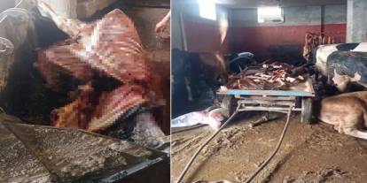 Suç Üstü Yakalandılar: Evde Kesilmiş Halde 2.5 Ton At Eti Yakalandı!