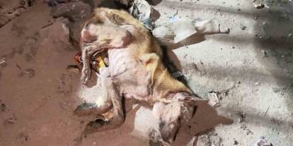 Telef Olmak Üzere Bulunan Köpek Tedavi Altına Alındı