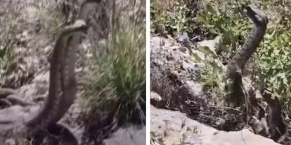 Kamerayla görüntülediği yılanın saldırısına uğradı