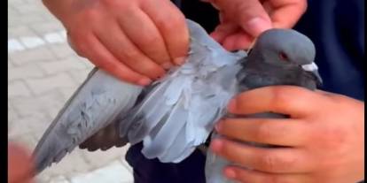 Cizre’de İpe takılan Güvercin İtfaiye Ekipleri Tarafından Kurtarıldı