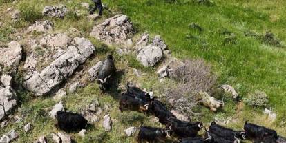 Bitlis’te 26 kurbanlık keçi çiftlikten kaçtı