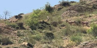 Yüksekova’da sürü halinde dağ keçileri görüntülendi