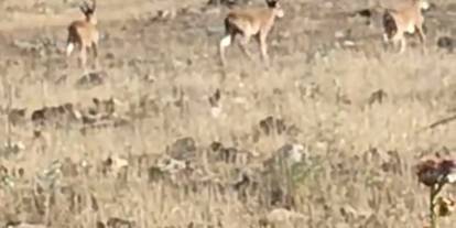 Nesli tükenme tehlikesi altında olan dağ keçileri Mardin kırsalında görüntülendi