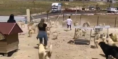 Van'daki Doğal Hayvan Barınağında Köpekler Birbirine Saldırdı
