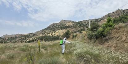 Şırnak’ta 700 dekarlık alanda ilaçlama yapıldı