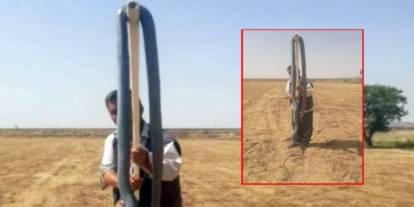 Köylü arazisinde 2 metreyi aşan dev bir yılan yakaladı