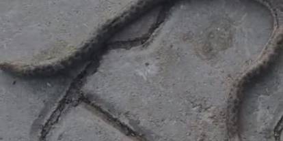 Çift başlı yılan görenleri şaşkına uğrattı!