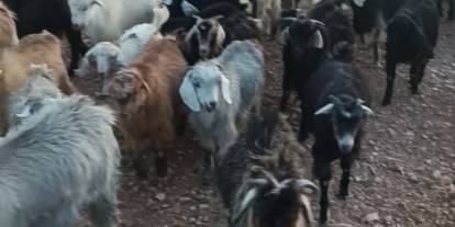 Kaybolan 38 küçükbaş için yetkililerden yardım istedi