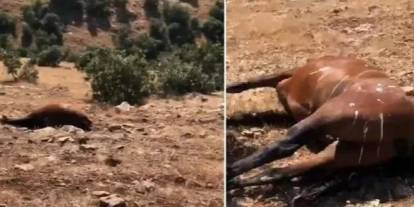 Batman’da yabani atların öldürülmesi olayında 3 kişi yakalandı