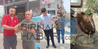 Şırnak’ta Yaralı Kızıl Şahinler Tedaviye Alındı