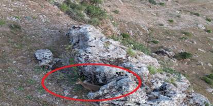 Şırnak'ta Sürüyü Gören Dağ Keçileri Köye İndi