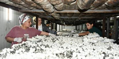 Batmanlı girişimci, Şırnak ve çevre illerden toplayarak yılda 600  ton üretiyor
