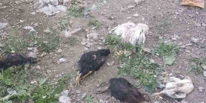 Hakkari'de sokak köpekleri çok sayıda kümes hayvanlarını telef etti